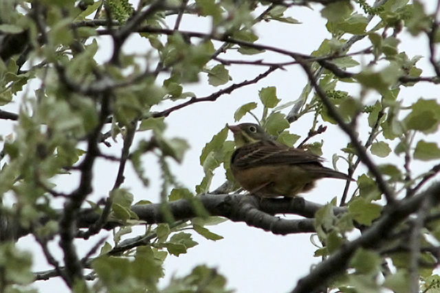 201305010 Ortolaan Eemshaven