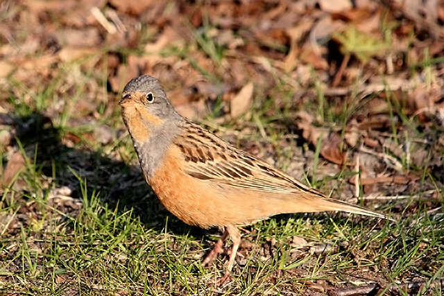 20130505 Bruinkeelortolaan lauwersoog
