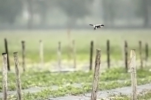 20130531 Kleine klapekster Voorhout 2