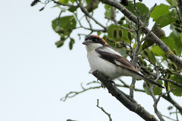 20130713 Roodkopklauwier Bilebroek 2