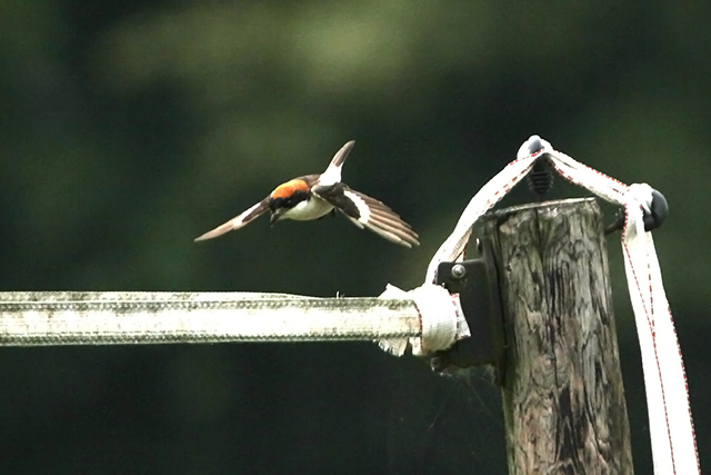 20130713 Roodkopklauwier Bilebroek 3