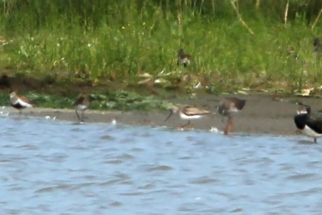 20130713 Terekruiter Breebaardpolder 2