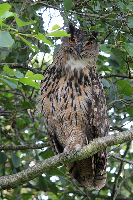 20130824 Oehoe 2 lauwersmeer