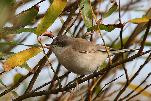 20091012 Vale braamsluiper Texel
