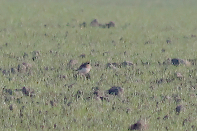 20140112 Kaspische plevier Wissenkerke 2