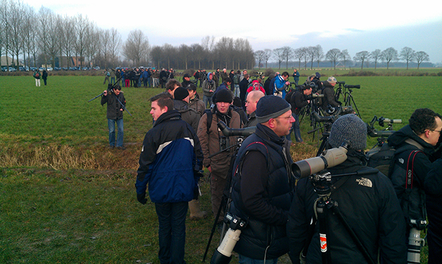 20140119 vogelaars bij Bruine klauwier 02