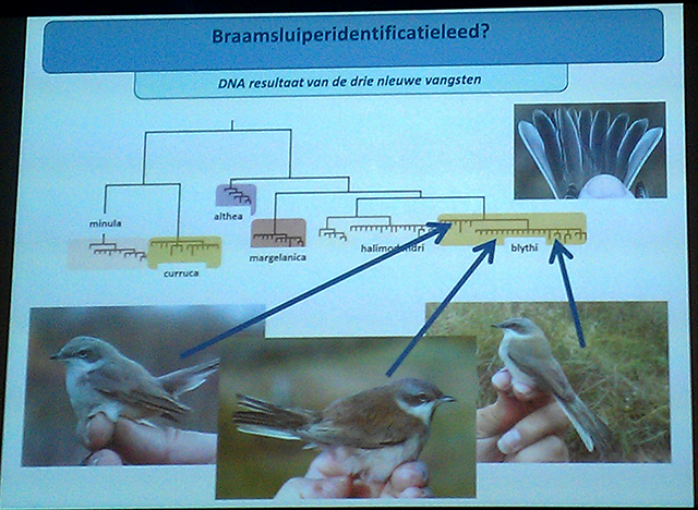 20140208 Braamsluiperidentificatieleed DBA-Dag