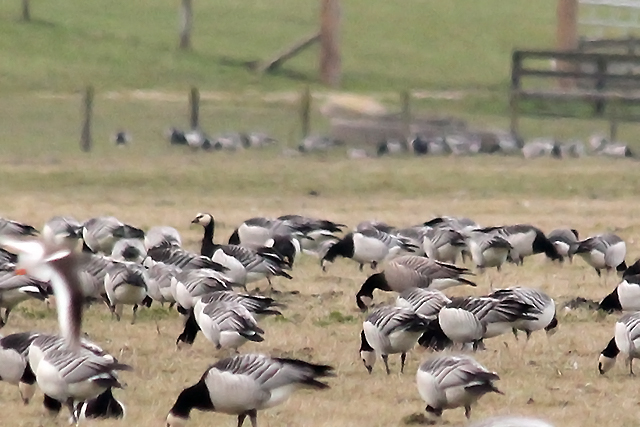20140323 Hybride Canadese gans-Brandgans Bantpolder