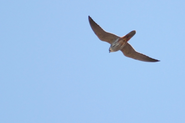 20140419 Boomvalk Fochteloerveen