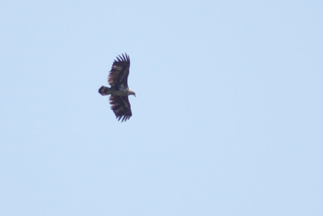 20140419 Zeearend Fochteloerveen 02