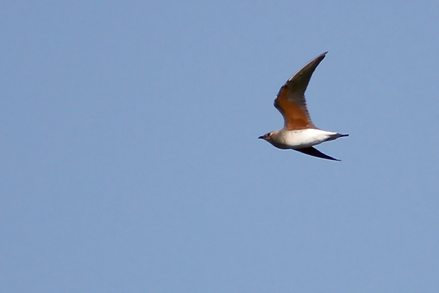 20140908 Oosterse Vorkstaartplevier Stinkgat 2