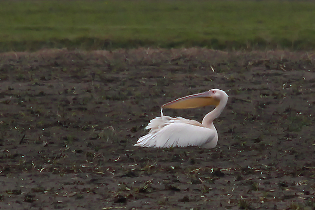 20141013 Roze pelikaan Texel