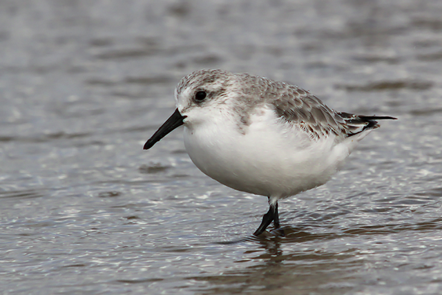 20141017 Drieteenstrandloper Texel