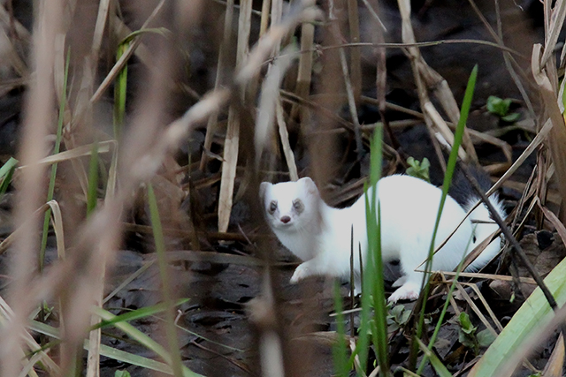 20141230 Hermelijn Glimmen 2