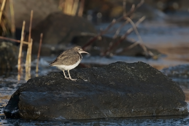 20150123 Amerikaanse Oeverloper Medemblik 1