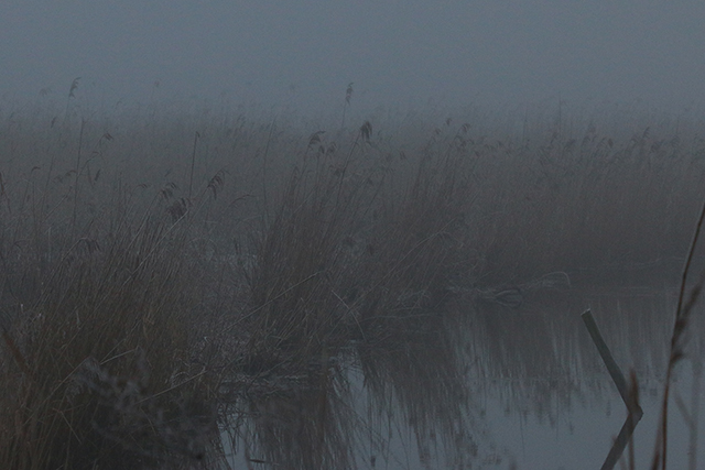20150201 Mist Lauwersmeer