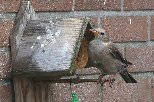 20150201 Roze Spreeuw Kollum 2