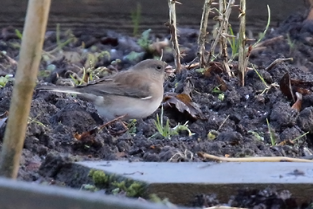20150202 Grijze Junco Groningen