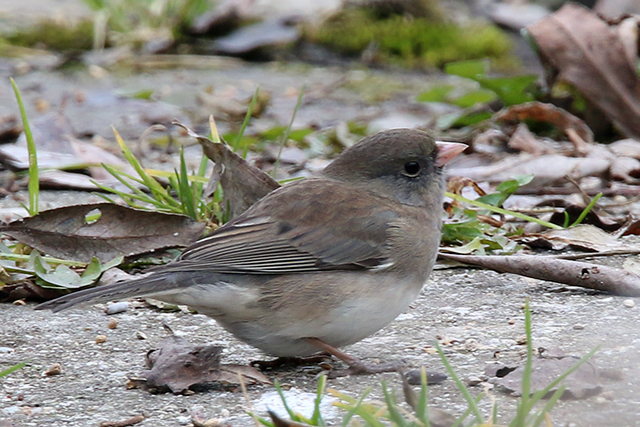 20150215 Grijze Junco Groningen