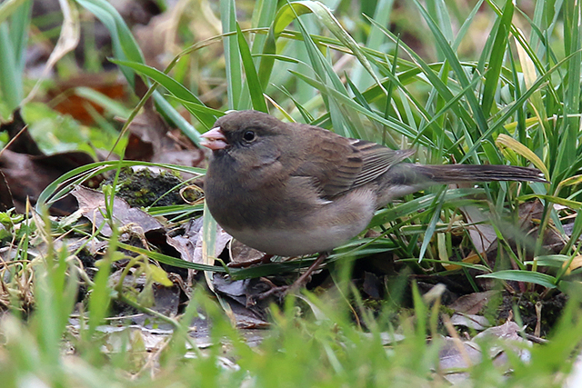 20150215 Grijze Junco Groningen 2