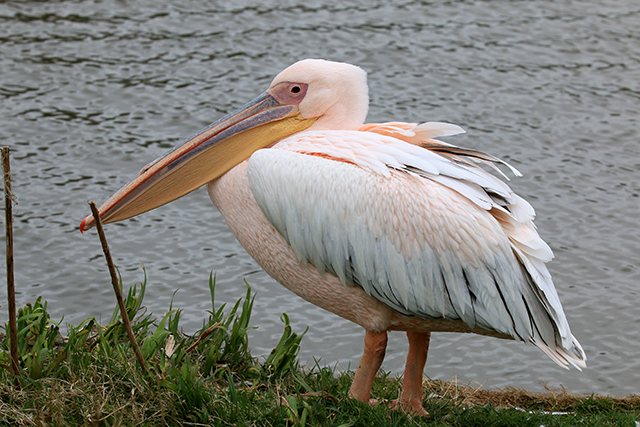 20150417 Roze pelikaan Callantsoog