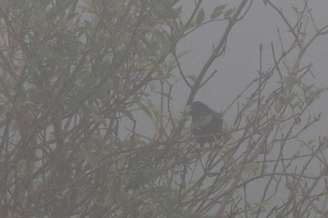 20151004 Beflijster in de mist Eemshaven