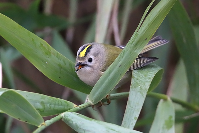 20151016 Goudhaan Texel