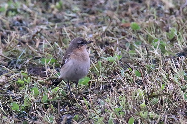 20151016 Tapuit Texel 02