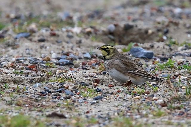 20151017 Strandleeuwerik Texel