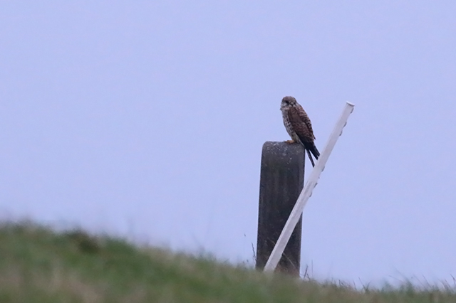 20151018 Smelleken Texel