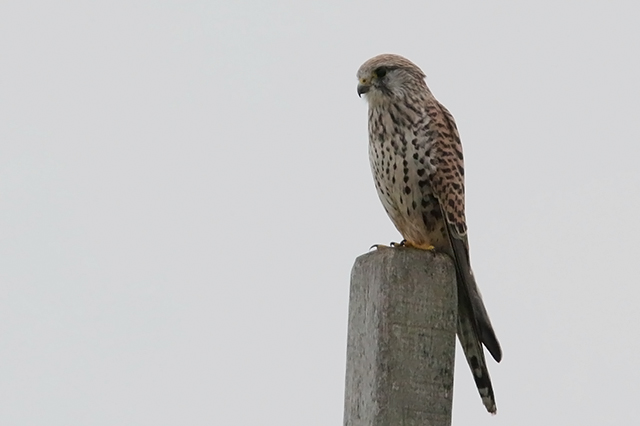 20151018 Torenvalk Texel