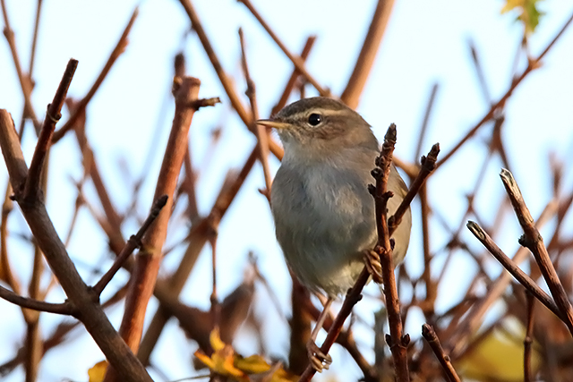 20151108 Bruine Boszanger Stavoren 2
