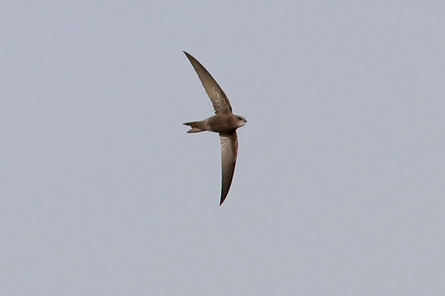 20151108 Vale Gierzwaluw IJmuiden