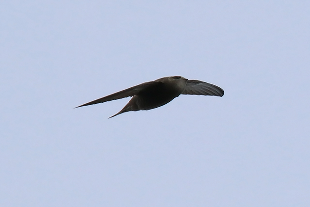 20151108 Vale Gierzwaluw IJmuiden 2