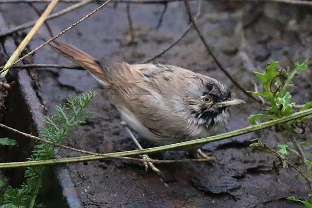 20151115 Woestijngrasmus Terschelling 01