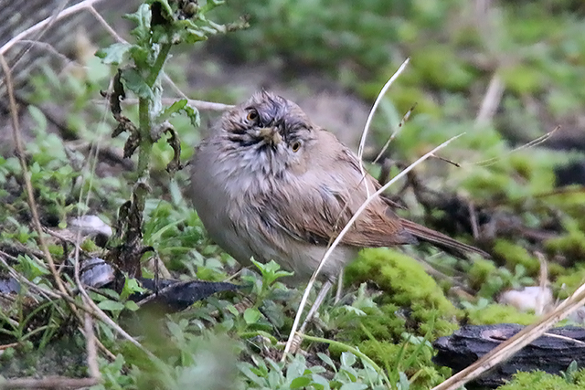 20151115 Woestijngrasmus Terschelling 03