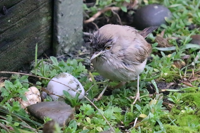 20151115 Woestijngrasmus Terschelling 04