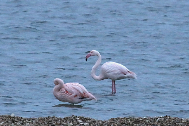 20160102 Flamingo Battenoord