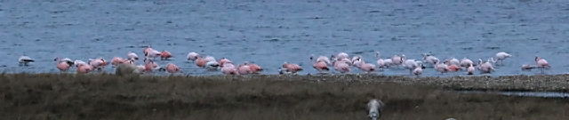 20160102 Flamingo Battenoord 01