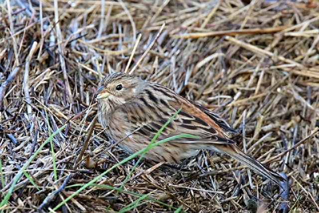 20160102 Witkopgors Wilhelminadorp 04