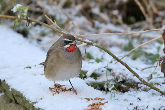 20160117 Roodkeelnachtegaal Hoogwoud 01