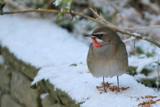 20160117 Roodkeelnachtegaal Hoogwoud 02