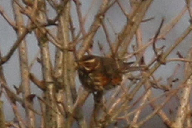 20160207 Koperwiek IJslands Fochteloerveen detail