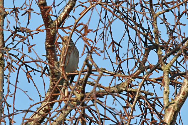 20170122 Witkopgors Appelscha Smilde 01