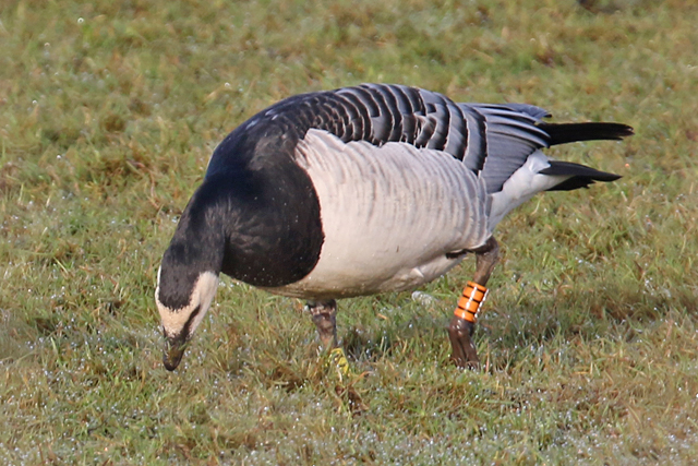 8 April 2018, Brandgans, OIII-YF_02_Lauwersmeer - Bantpolder