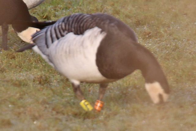 8 April 2018, Brandgans, OIII-YF_Lauwersmeer - Bantpolder