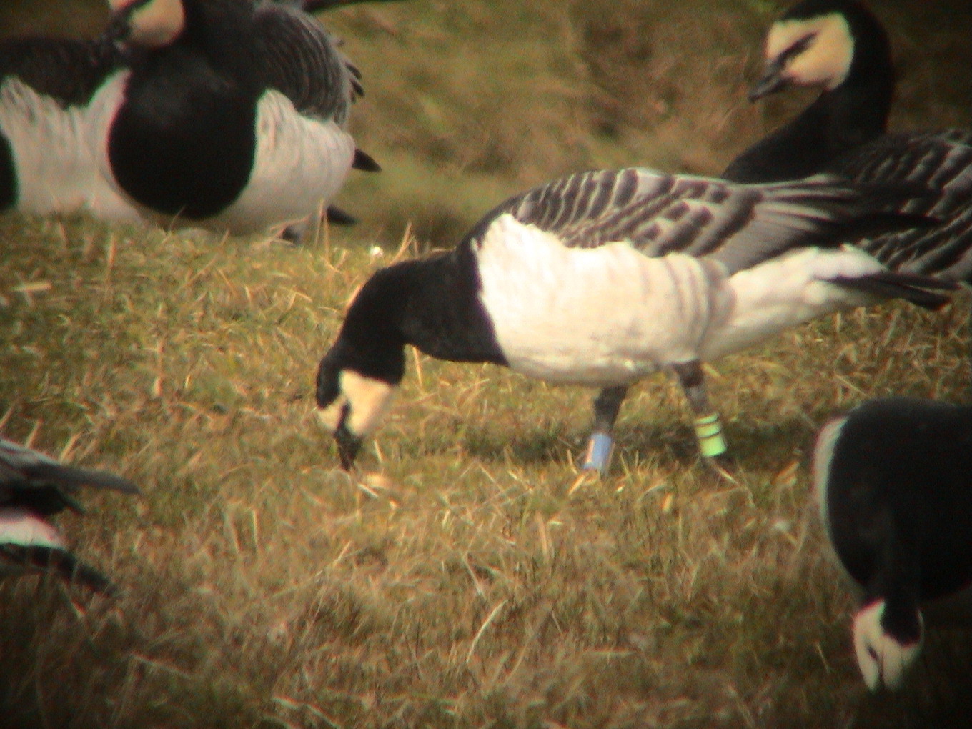 27 March 2004, Brandgans, WII-B1_Jaap Deensgat - Lauwersmeer