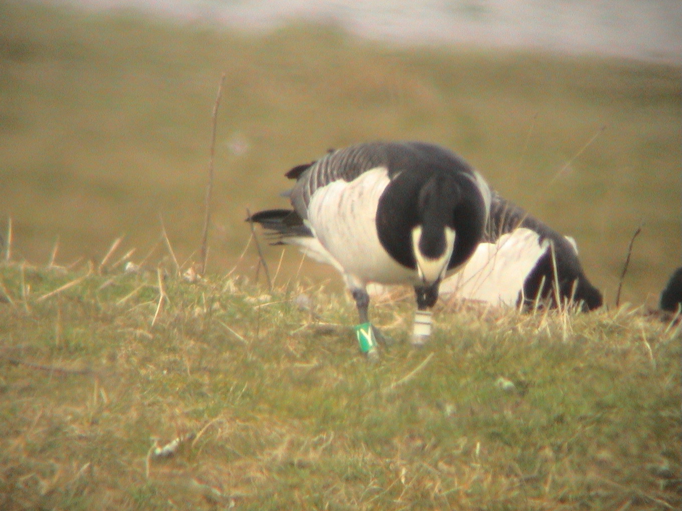 27 March 2004, Brandgans, WII-GY_Jaap Deensgat - Lauwersmeer
