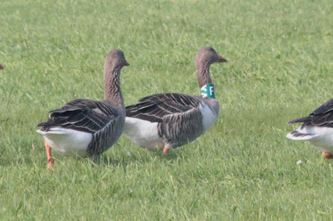 11 October 2010, Grauwe Gans, FXA_De staart Texel