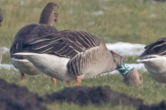 1 February 2026, Grauwe Gans, GYZ_Hunzedal - De Dijk